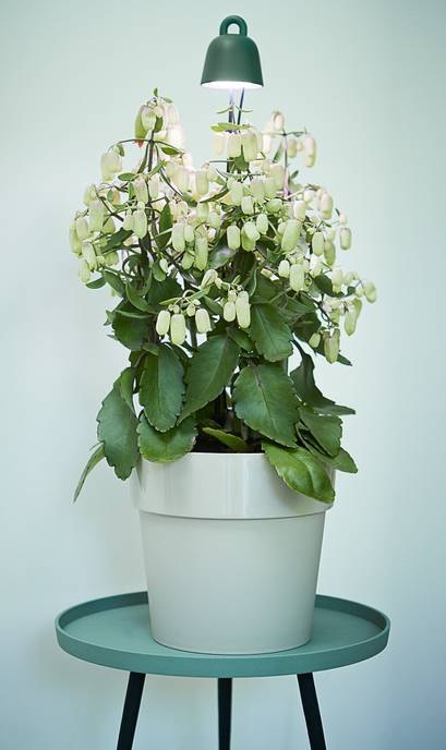 leaf light care 36cm laubgrün